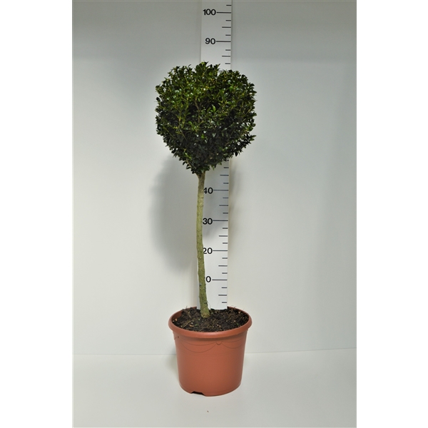 native pijp Pakistaans Buxus sempervirens bol op stam 50cm (3044) - FloraXchange