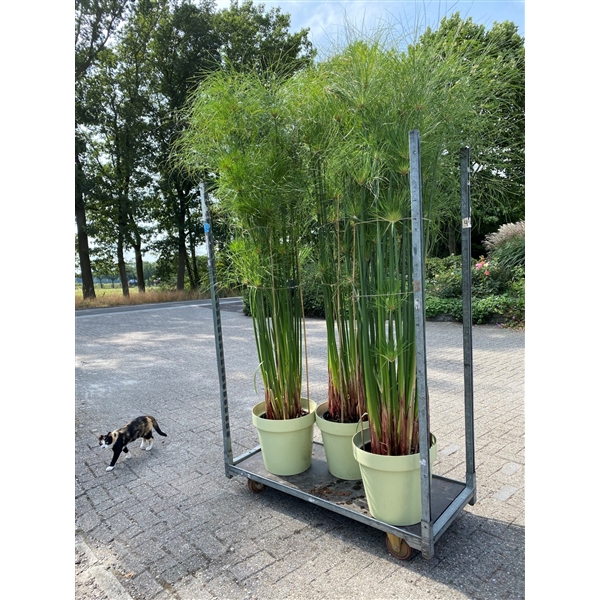 Cyperus XL Aqua pot (2022700555) FloraXchange