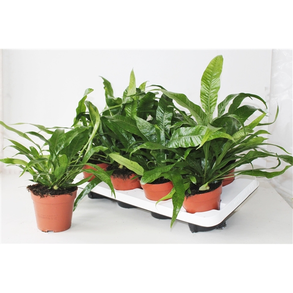 Aglaomorpha Coronans "Snake Leaf" (AGLAOMC12) - FloraXchange