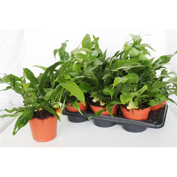 Aglaomorpha Coronans 'Snake Leaf' (AGLAOMC17) - FloraXchange