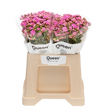 Kalanchoe &#39;Taffy Pink&#39;
