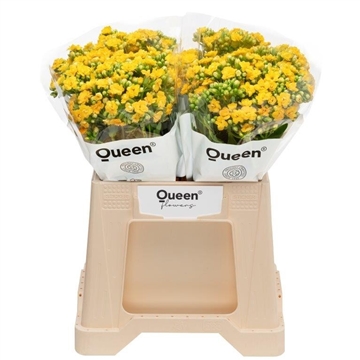 Kalanchoe &#39;Sunlight Yellow&#39;