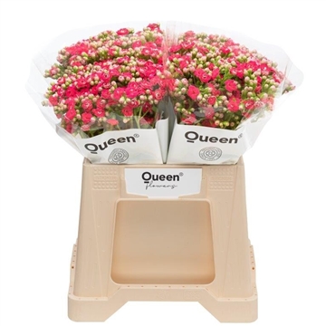 Kalanchoe &#39;Sensual Pink Meadow&#39;