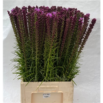 Liatris spicata