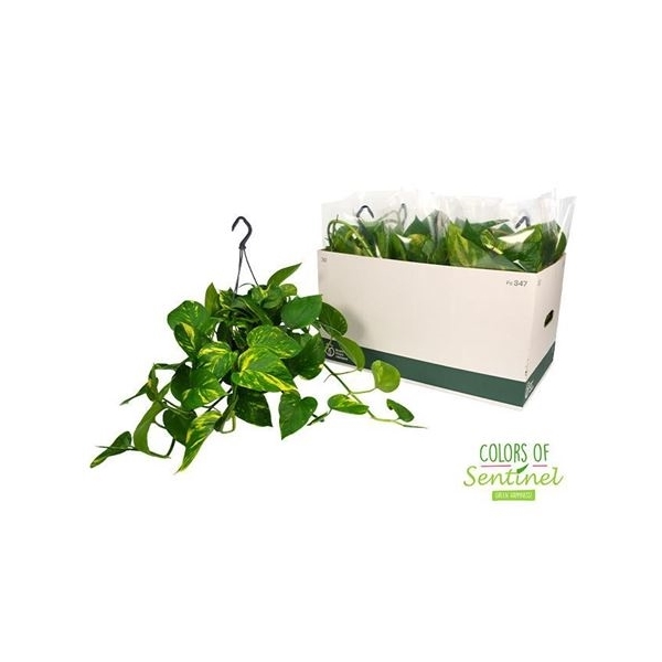 EPIPR HANG 9PP (2cfcba3d59294) - FloraXchange