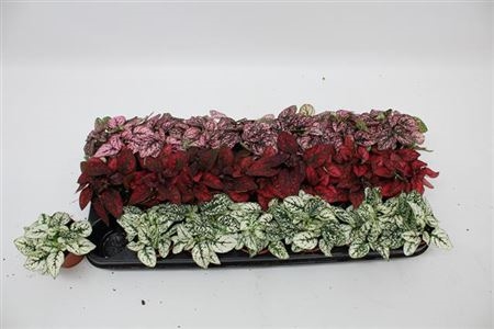 HYPOEST GEM 5PP (6a11aa2568eb2) - FloraXchange