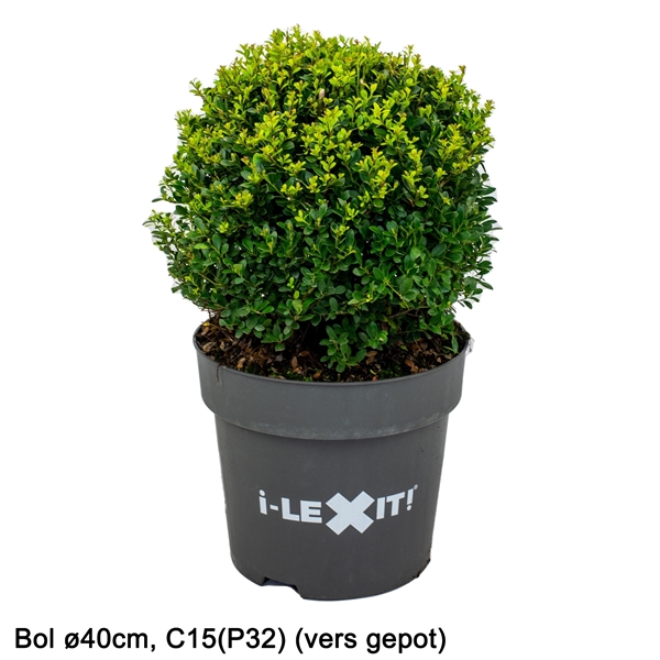 Ilex Crenata Dark Green P Bol Cm Dgbol C Floraxchange