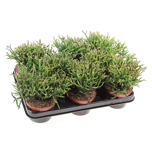 Rhipsalis Burchellii (RH10005) FloraXchange