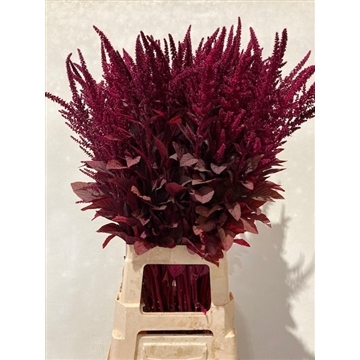 Amaranthus 80/60