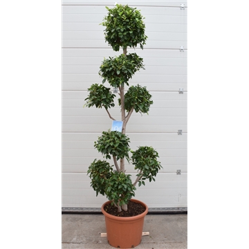Ficus nitida P52 PONPON