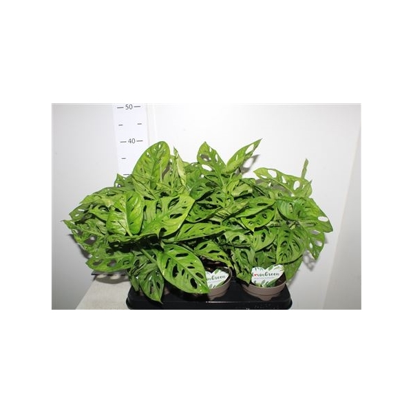 MONSTERA ADANSONII (450080e1362b9) - FloraXchange