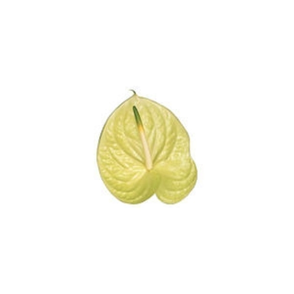 Anthurium Marysia Cx 12 (AN.MARY12) - FloraXchange