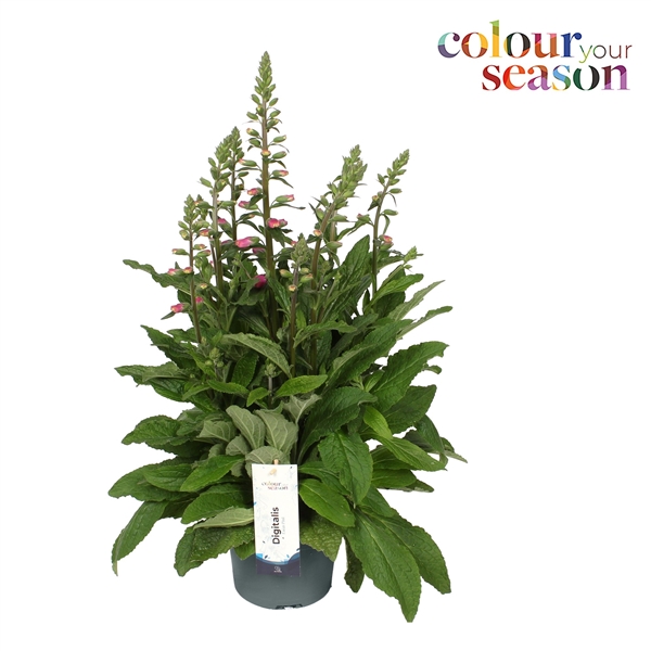 Digitalis Lucas Pink P19 (DigiplexisLuc) FloraXchange