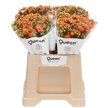 Kalanchoe &#39;Brilliant Orange&#39;