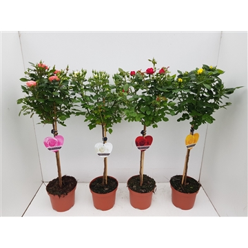 Rosa op stam gemengd