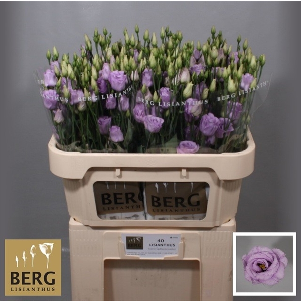 Lisianthus Double Rosita Lavender Lisianthus Double Eustoma Lisianthus Flowers All Products Florca