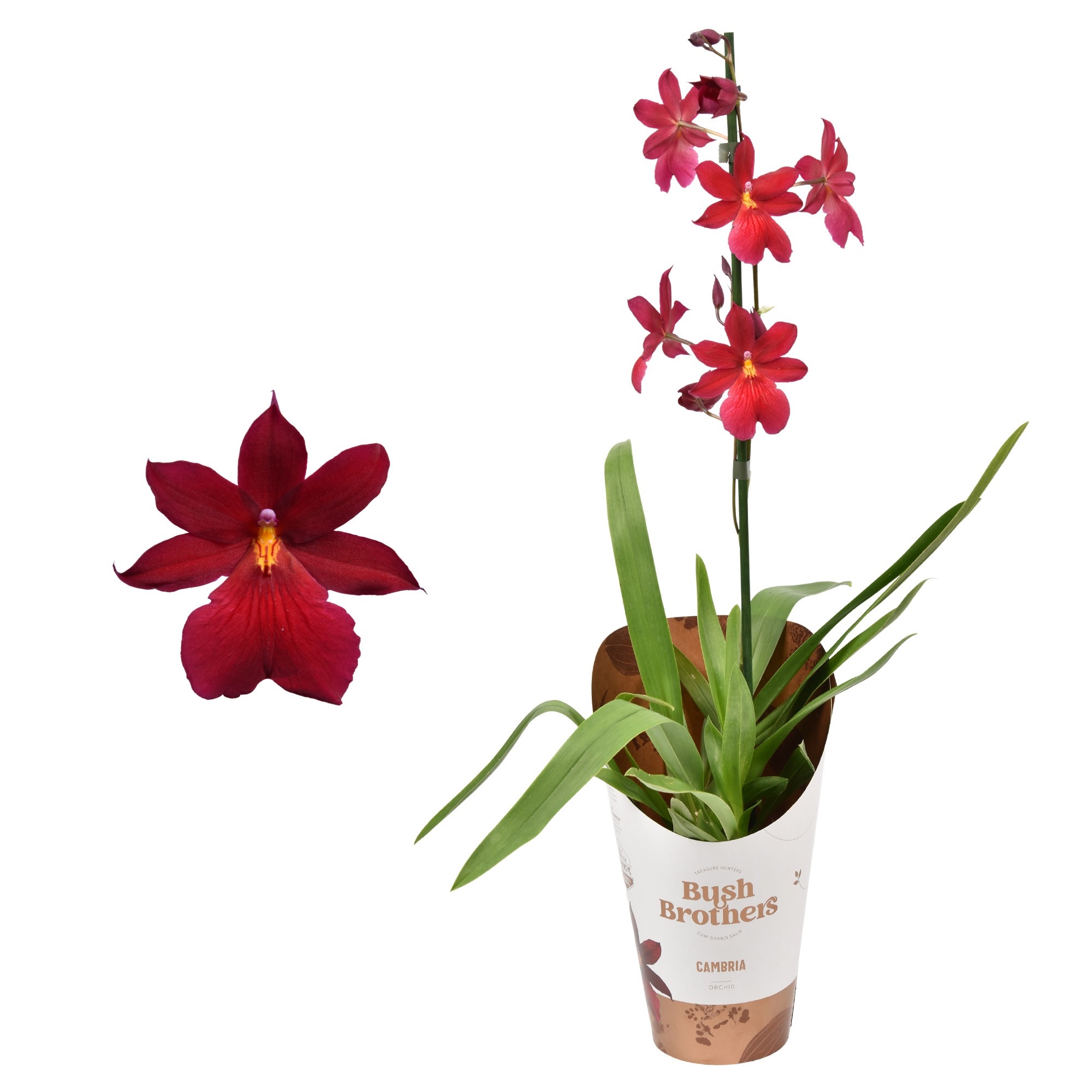 Cambria 'Nelly Isler' Red Velvet 1 tak 12 cm (FP165-120.00) - FloraXchange