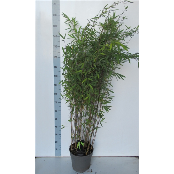 Afrika Mangel Roest Fargesia nitida 'Black Pearl' - Niet-woekerende Bamboe (faniblpea27) -  FloraXchange