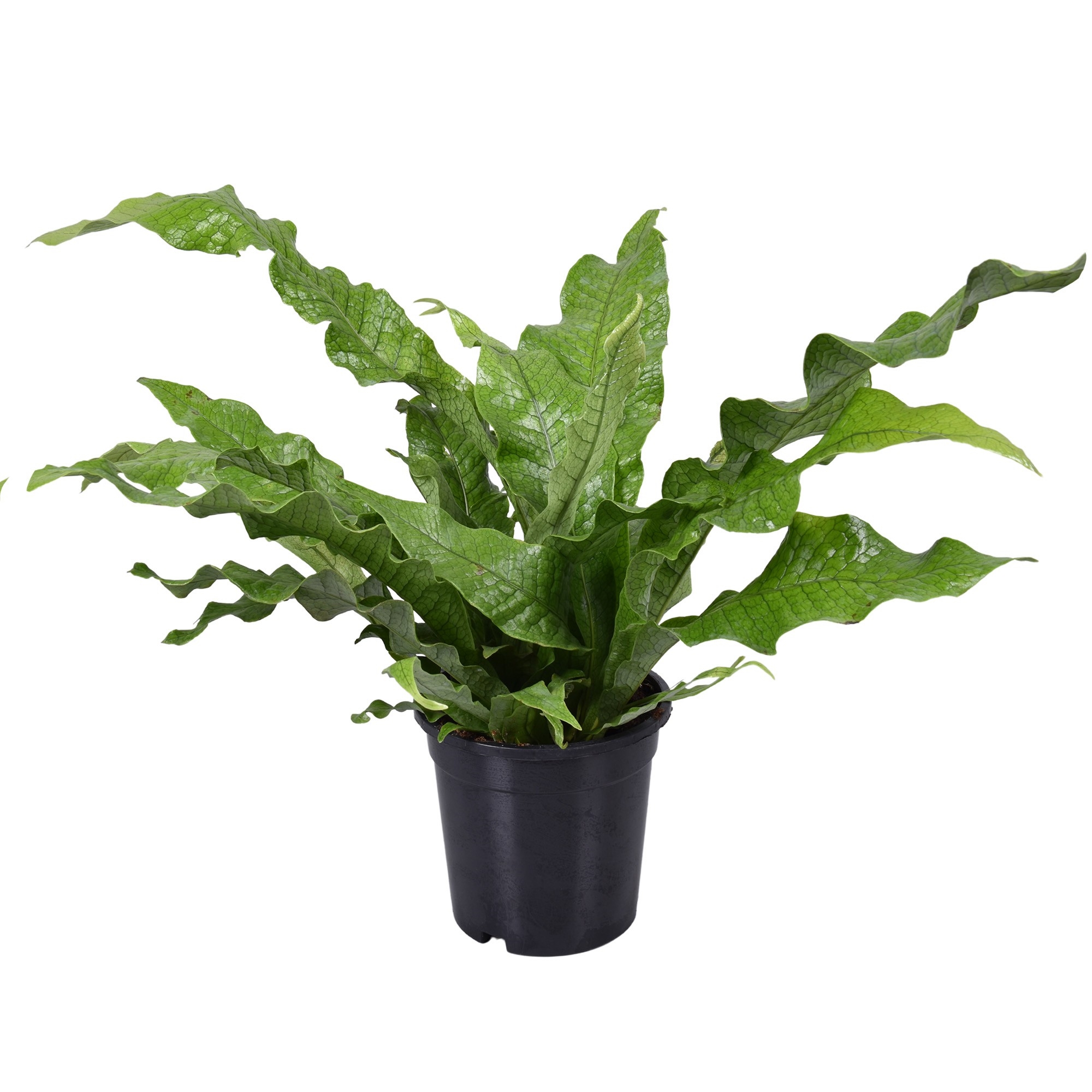 Microsorum Crocodyllus (cro17) - FloraXchange