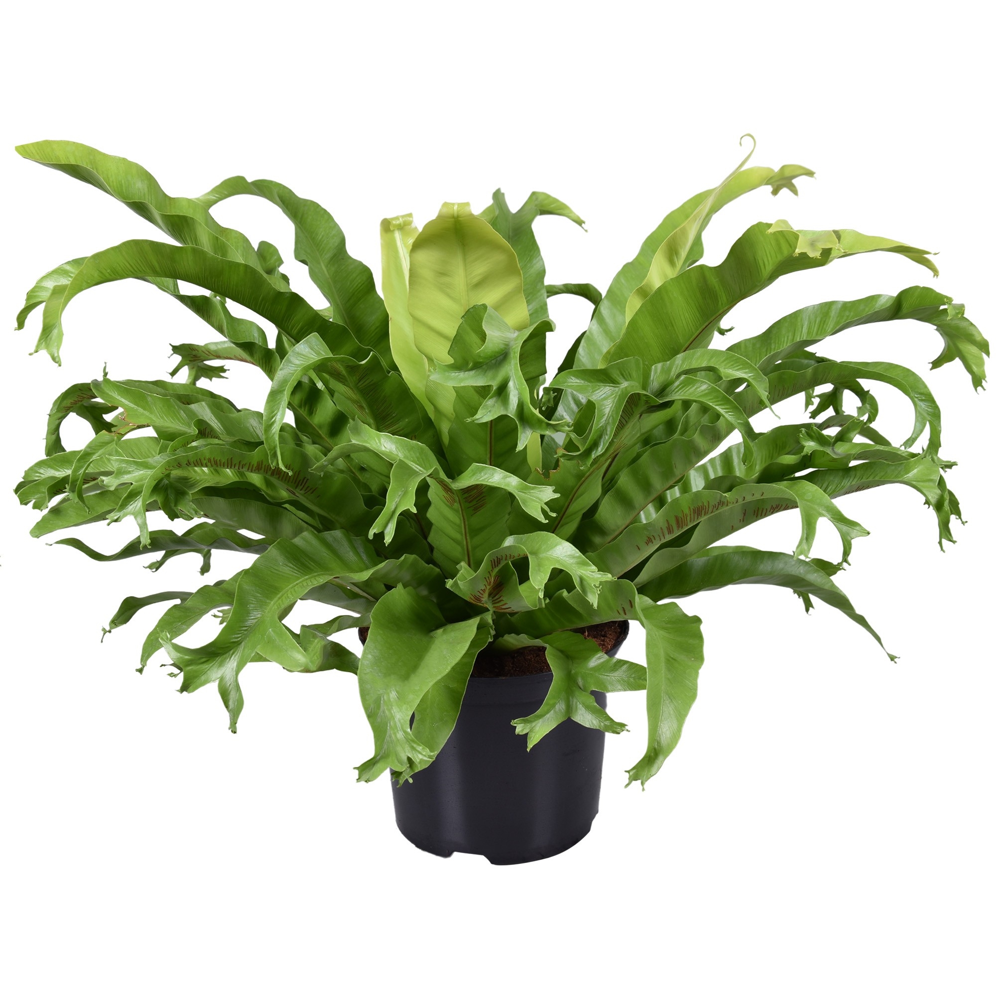 Asplenium Crissie (cr23) - FloraXchange
