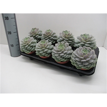 Echeveria Lola 458X8