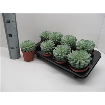 Echeveria Derenbergii 458X8
