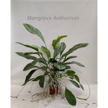 Mangrove Anthurium gracile 14cm [Red Pearl]
