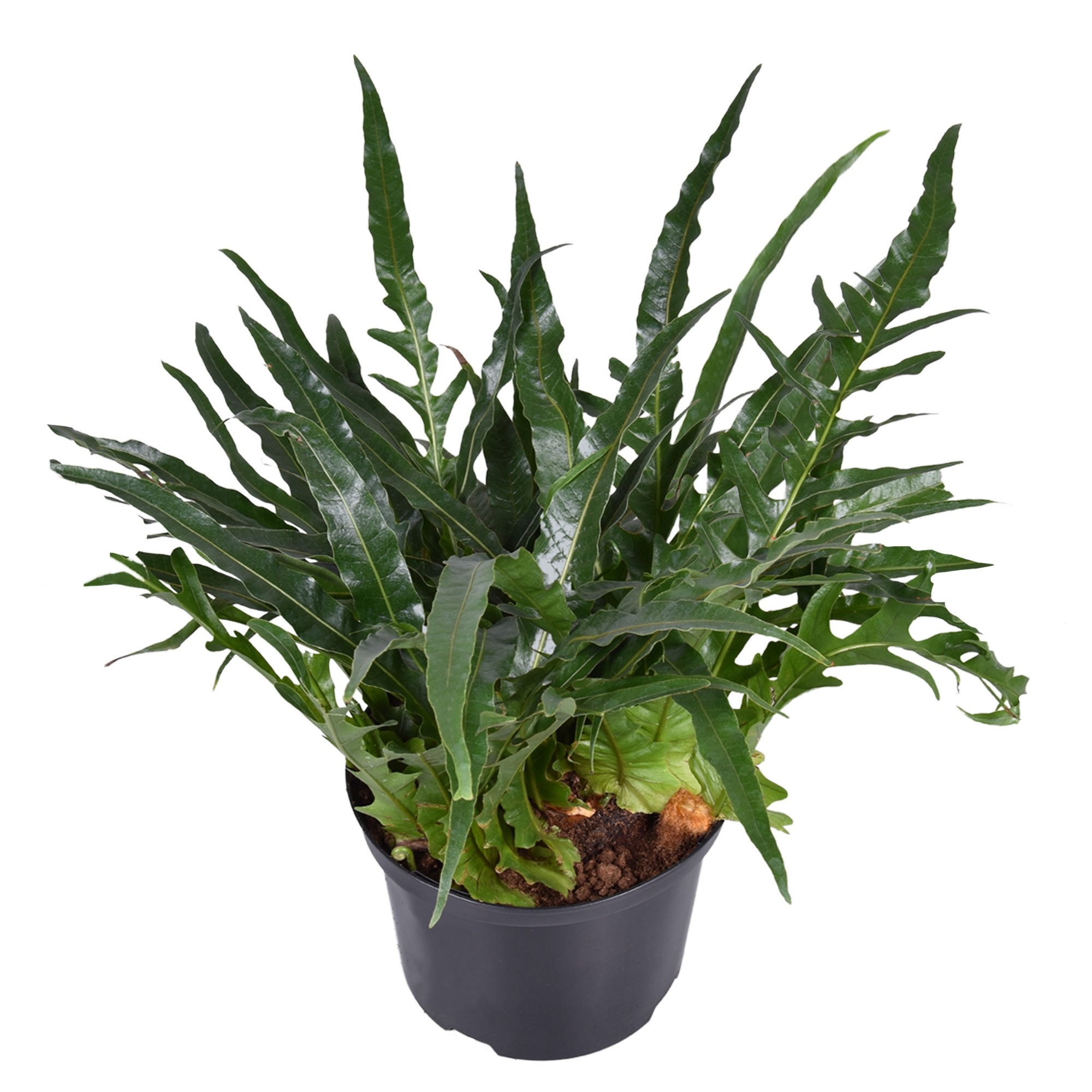 Aglaomorpha Coronans JIM (Aglao 23) - FloraXchange