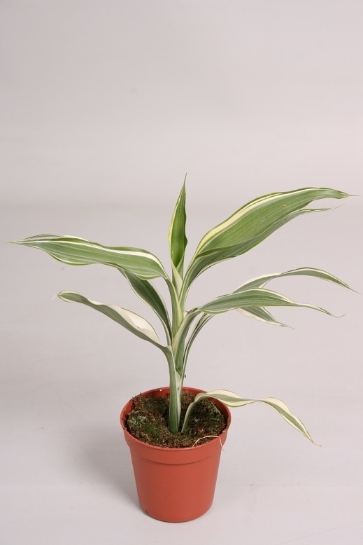 Dracaena Sanderiana Victory Drasav005 FloraXchange   432855 V 