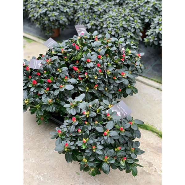 Azalea indica