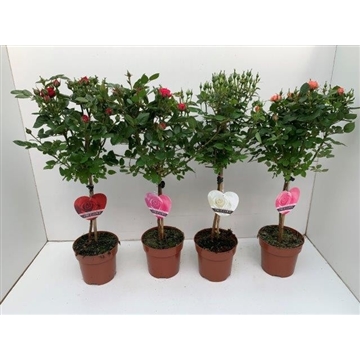 Rosa op stam gemengd