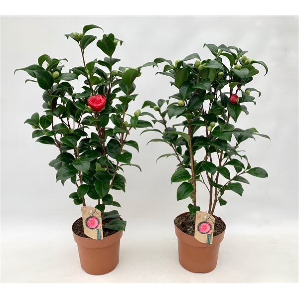 Camellia Japonica Mary Williams 20-25 knoppen (bon eig) - FloraXchange