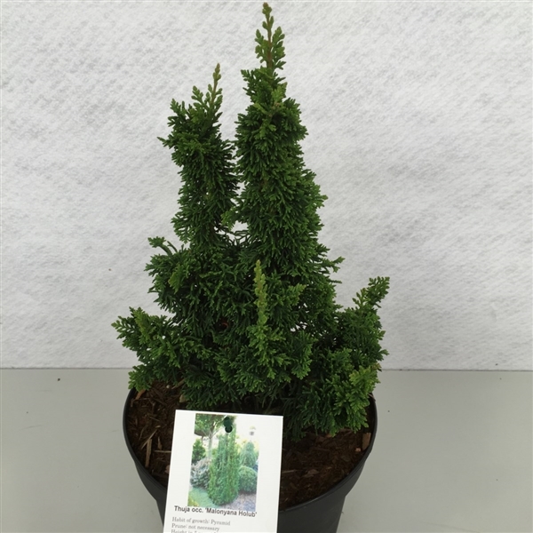 Thuja occidentalis 'Malonyana Holub' (thomal) - FloraXchange