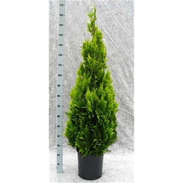 Chamaecyparis lawsoniana 'Ivonne' (CHLIV180) - FloraXchange