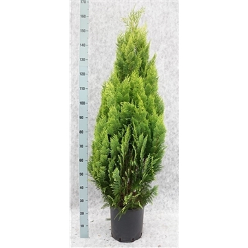 Chamaecyparis lawsoniana 'Alumigold' (CHLALG170) - FloraXchange