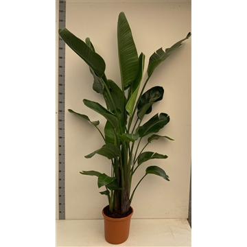 Strelitzia nicolai 18,5 liter pot (nicolai 32cm) - FloraXchange