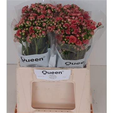 Kalanchoe &#39;Vintage Pink&#39;