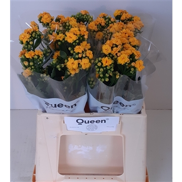 Kalanchoe &#39;Blazing Yellow&#39;