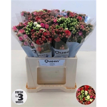 Kalanchoe gemengd rainbow