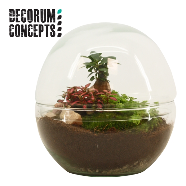 Terrarium Earth (Decorum concepts) (GCE) FloraXchange