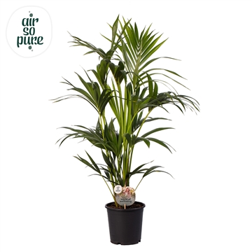 KENTIA - P21 H100 - 6PP - Air So Pure (Howea forsteriana)