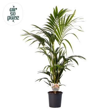 KENTIA - P21 H120 - 6PP - Air So Pure (Howea forsteriana)
