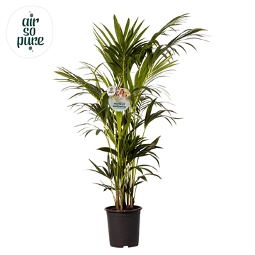 KENTIA - P27 H160 - 12PP - Air So Pure (Howea forsteriana)