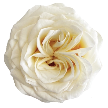 Garden Rose candlelight