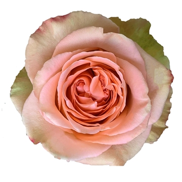 Garden Rose Country Home