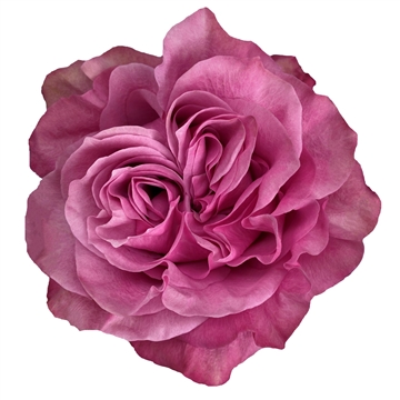 Garden Rose Country Blues
