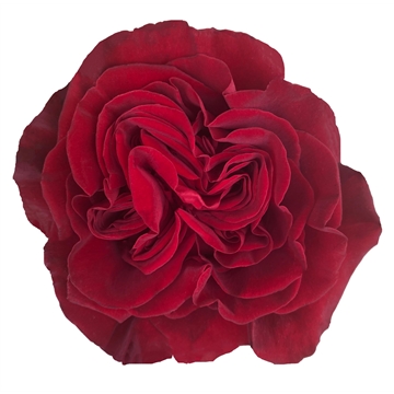 Garden Rose Hearts
