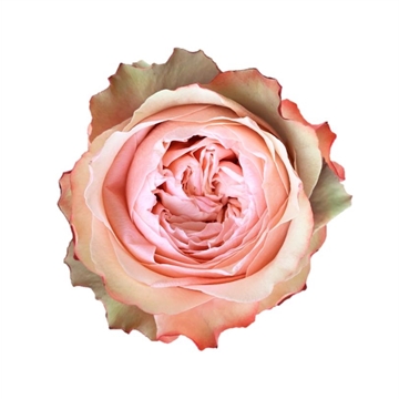 Garden Rose Kahala
