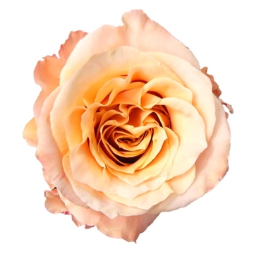 Garden Rose Shimmer