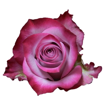 Deep Purple